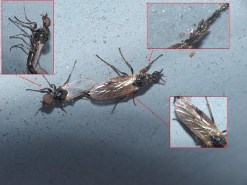 Réf. 297 921 : Dilophus antipedalis